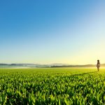 Horizon Agricole Lumineux